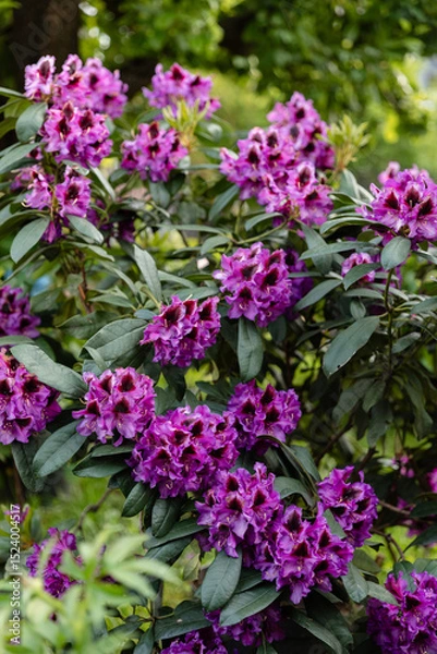 Fototapeta Potted rhododendron with vibrant purple flowers in a garden setting. Blooming shrub surrounded by lush greenery, ideal for spring gardening or botanical themes.