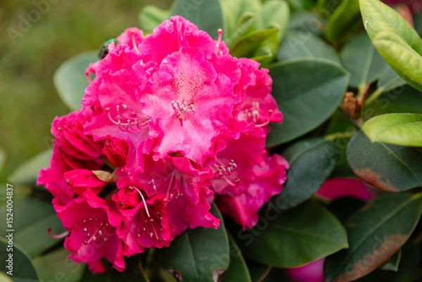 Fototapeta Close-up of a bright pink rhododendron flower with a beetle on the petals, surrounded by green foliage. Natural floral macro in spring or summer garden.