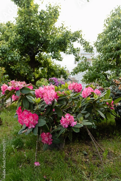 Fototapeta Vibrant pink rhododendron flowers blooming in a lush garden with green foliage and colorful blossoms in the background. Natural spring or early summer floral scene.