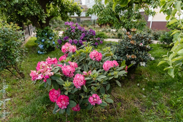Fototapeta Vibrant pink rhododendron flowers blooming in a lush garden with green foliage and colorful blossoms in the background. Natural spring or early summer floral scene.