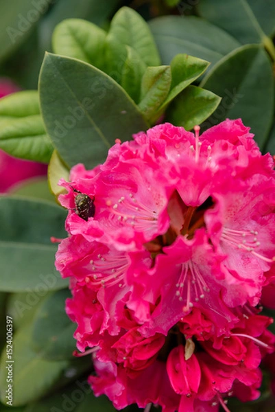 Fototapeta Close-up of a bright pink rhododendron flower with a beetle on the petals, surrounded by green foliage. Natural floral macro in spring or summer garden.