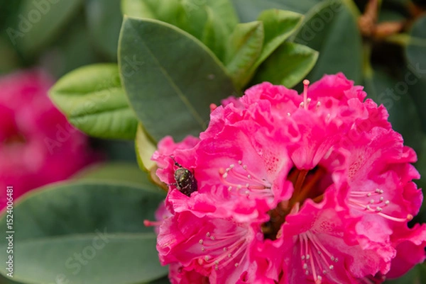 Fototapeta Close-up of a bright pink rhododendron flower with a beetle on the petals, surrounded by green foliage. Natural floral macro in spring or summer garden.