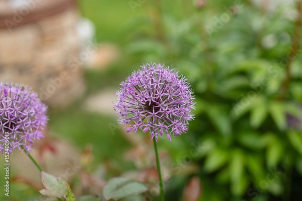 Fototapeta Close-up of blooming ornamental allium flower with a spherical shape and delicate purple petals. Natural spring garden background with soft bokeh and vibrant color.