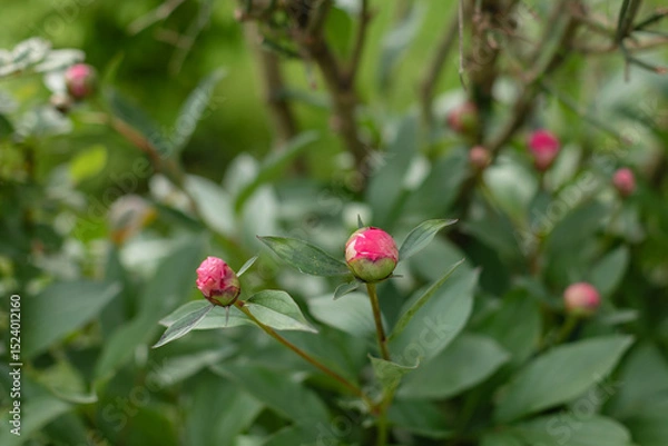 Fototapeta Close-up of pink peony buds about to bloom in a green garden. Natural floral scene in spring with fresh leaves and soft background, symbolizing the start of the flowering season.