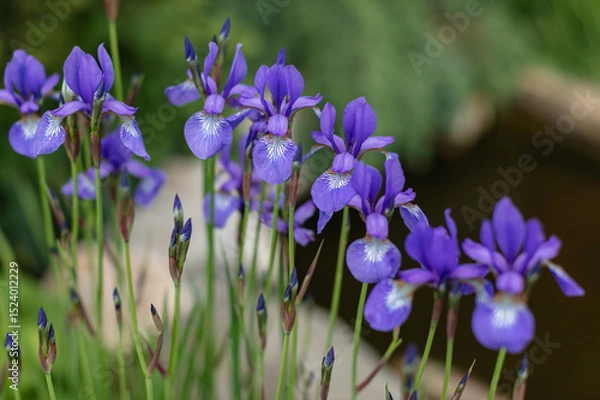 Fototapeta Close-up of blooming purple irises in a garden, with green stems and soft background. Elegant spring flowers in natural outdoor setting, perfect for botanical themes.