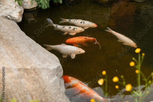 Fototapeta Colorful koi fish swimming in a peaceful garden pond with rocks and flowers. Tranquil natural scene, perfect for themes of relaxation, Zen, and Japanese landscaping.