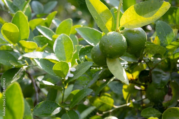 Obraz close-up shot of a single, green Kaffir lime (Citrus hystrix or Makrut lime) growing on a branch amidst lush green leaves.