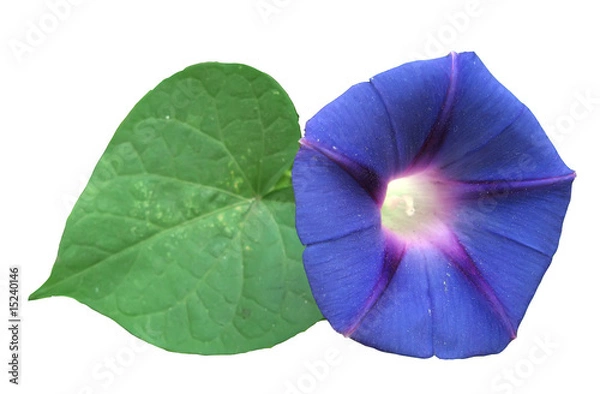 Obraz morning glory