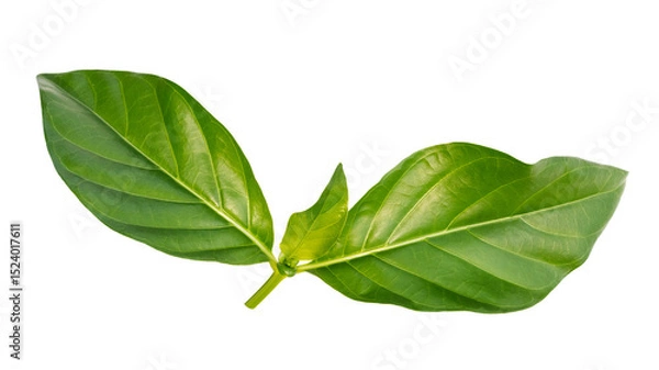 Fototapeta Green leaf isolated on white background