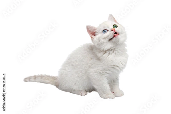 Fototapeta Cute white kitten with different colored eyes grooming itself, licking paw in cleaning motion, isolated on a transparent background