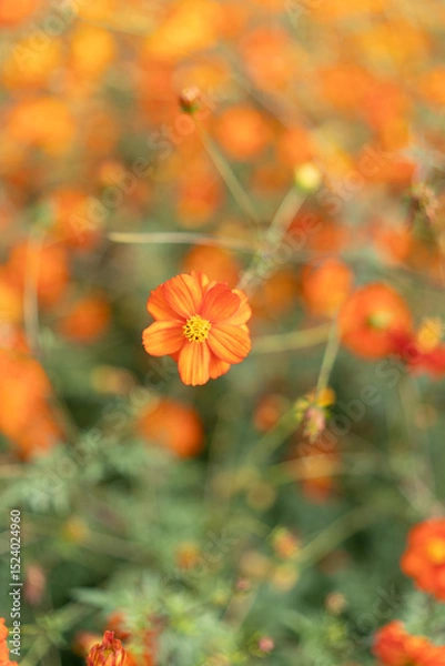 Fototapeta Close-Up of an Orange Cosmos Flower with Soft Bokeh Background in Hamarikyu Gardens, Tokyo