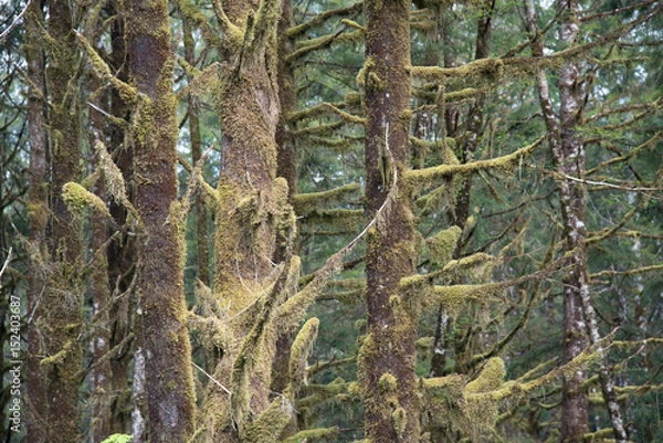 Fototapeta Rain Forest