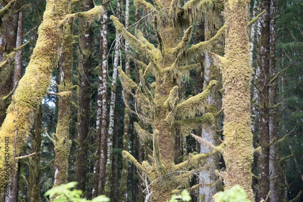 Fototapeta Rain Forest