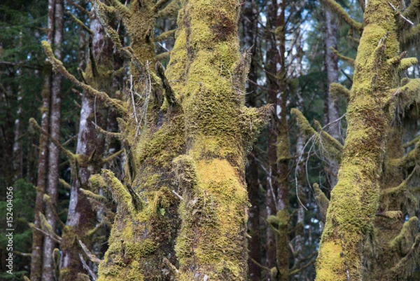 Fototapeta Rain Forest