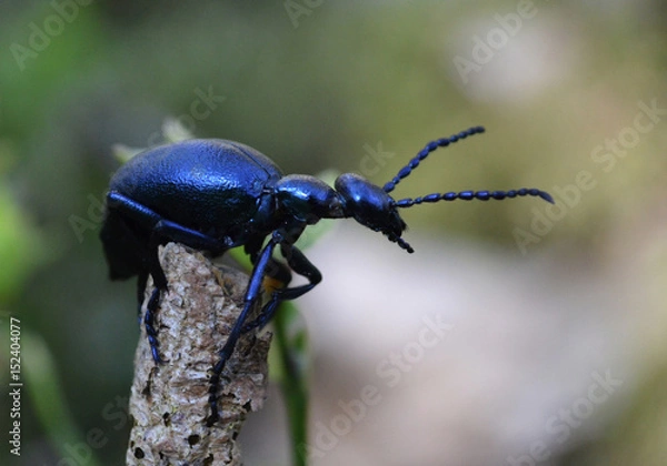 Fototapeta oil beetle 