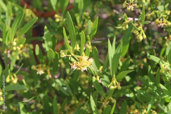 Fototapeta Cornicabra (Periploca laevigata) twining shrub endemic to the Canary Islands, native floral background (Tenerife, Spain)