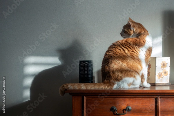 Fototapeta Close-up on a Ginger Cat sitting on top of a chest of drawers, seen from its back, head turned around, looking attentively, its shadow on the wall.