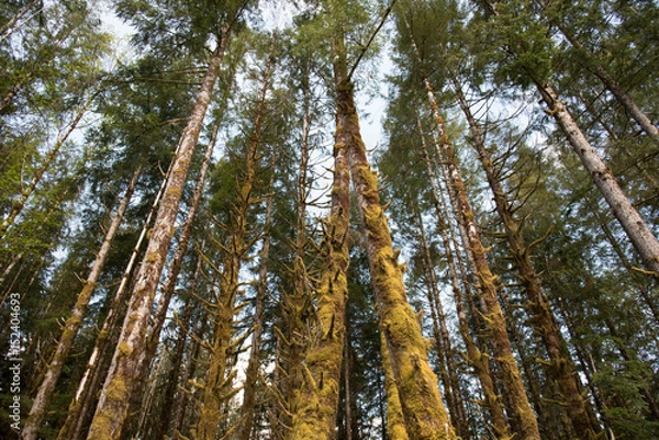 Fototapeta Rain Forest