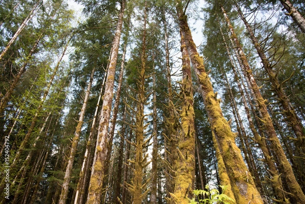 Fototapeta Rain Forest