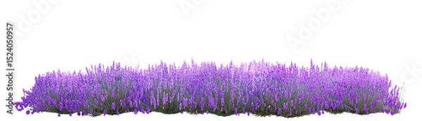 Fototapeta Lavender flowers field isolated on transparent background, 3d illustration