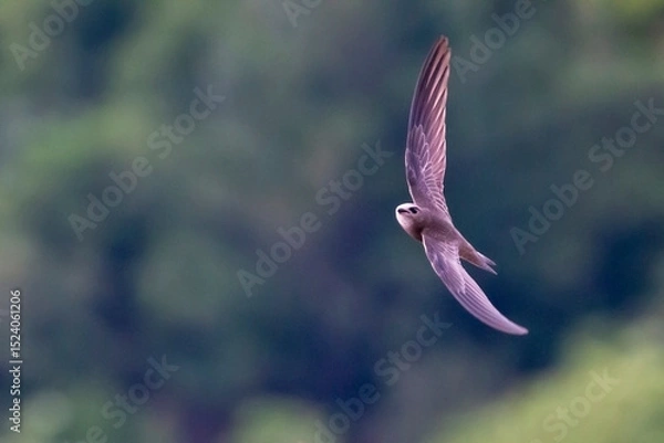 Fototapeta Pallid swift in flight wiyh green natural background. Copy space. Apus pallidus.