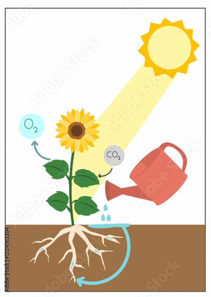 Fototapeta Educational vector showing photosynthesis process in a sunflower with sunlight, water, and oxygen-carbon cycle.