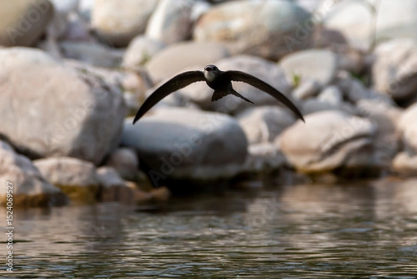 Fototapeta A pallid swift bird flies low, above the river to drink water. Apus pallidus.
