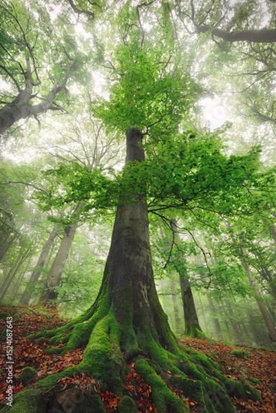 Fototapeta Majestic tall beech tree in misty green woodland, worms-eye view in vertical format