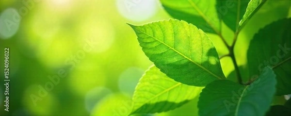 Fototapeta Close-up of vibrant green leaves gently swaying in a refreshing summer breeze, sunlight dappling through the foliage, creating a sense of calm and tranquility , ecosystem, serenity, breeze