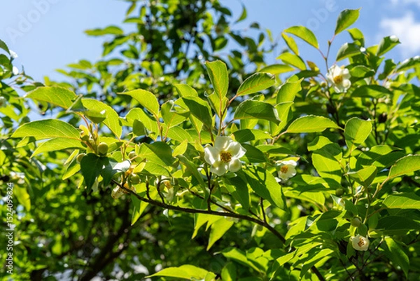 Fototapeta 初夏の日差しを浴びて咲く夏椿の花
