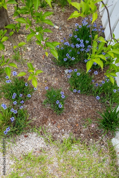 Fototapeta 庭の片隅に咲いた小さい花