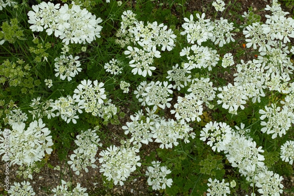 Fototapeta 花壇に咲いた白い紫陽花の花
