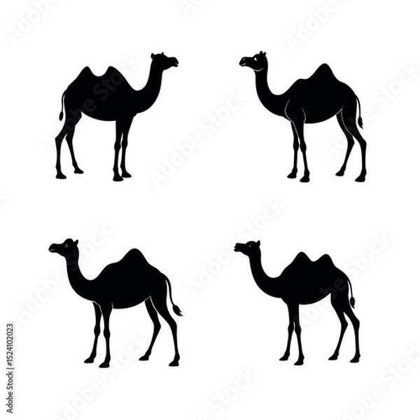 Obraz camels vector illustration