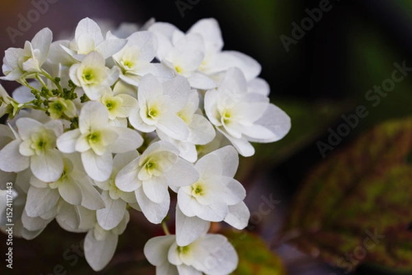 Fototapeta カシワバアジサイの花02