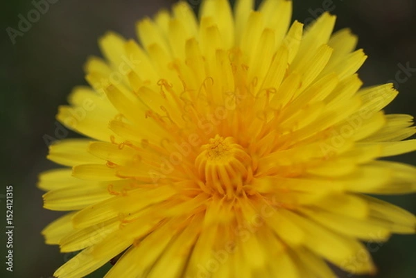 Obraz Macro dandelion in spring sunshine