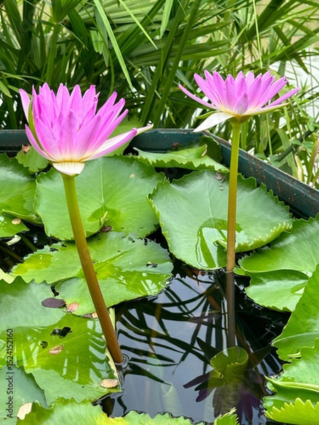 Obraz Vibrant pink water lilies blossom gracefully in a peaceful pond setting with lily pads surrounding them.