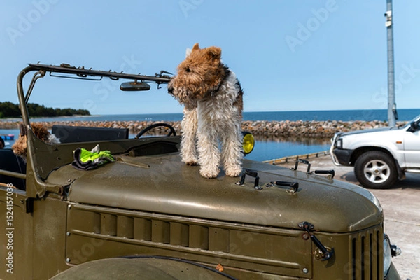 Fototapeta Dog stands on vintage car near the coast on a sunny day