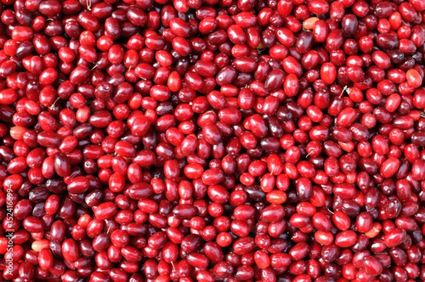 Fototapeta close-up of the freshly harvested ripe organic cornelian cherries (dogwood berries)