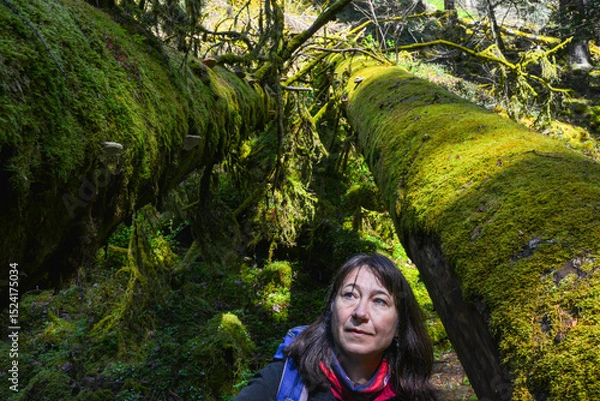 Obraz Wanderin zwischen zwei umgestürzten, moosbedeckten Baumstämmen mit Baumpilzen in Teichschlucht zwischen Gütenbach und Wildgutach im mittleren Schwarzwald