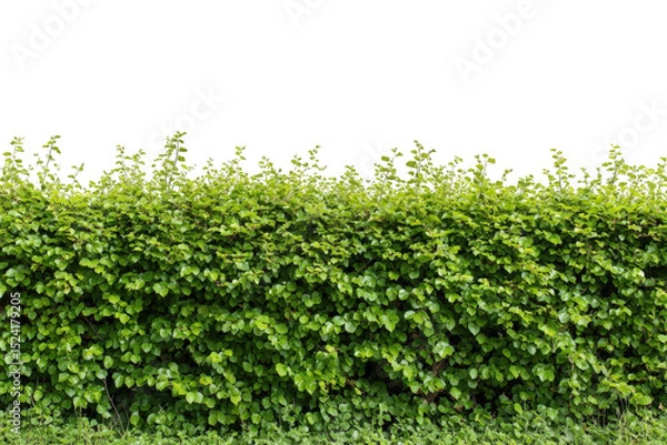 Fototapeta Lush green hedge natural foliage thick greenery vibrant spring summer garden plant wall texture background image perfect for on transparent background