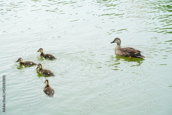 Obraz カルガモの親子
