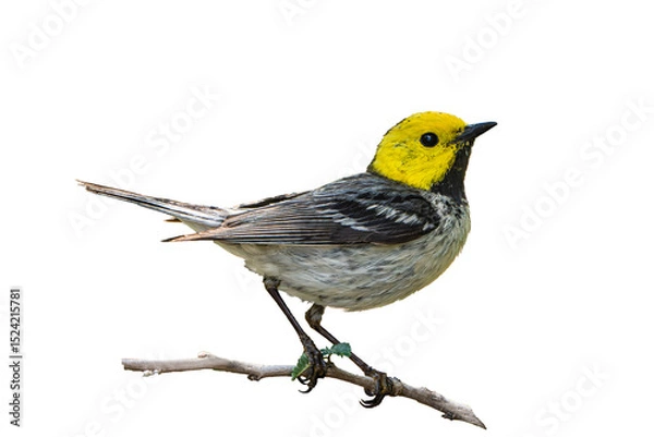 Fototapeta Hermit Warbler (Setophaga occidentalis) Photo, Perched on a Transparent, Isolated PNG Background