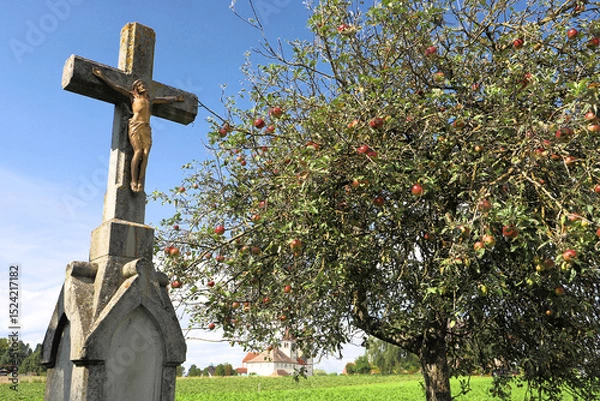 Fototapeta A wooden cross stands beside an apple tree laden with red apples (Malus domestica) on Insel Reichenau, Germany. The cross features a carved figure of Christ.