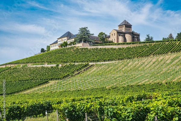 Fototapeta View over the vineyards of Johannisberg under a blue and white sky