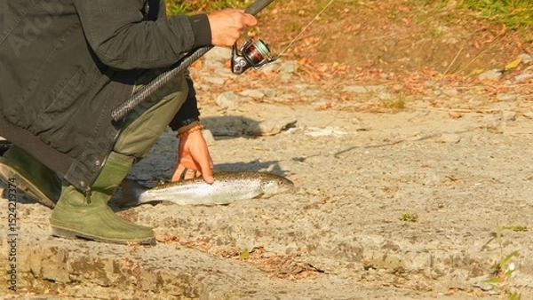 Fototapeta Fisherman fishing on the river and catches the trout fish. Angler try to pick up slippery fish, view of fishing rod, reel gear and waders. Trout on the rocky bottom.
