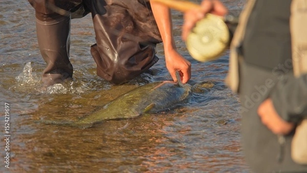 Fototapeta Fisherman in waders unhooking Pacific Salmon catch from the line. Fishing game and sport for anglers. Spawn and migrating of Chinook salmon season on the river. Salmon run to lay roe or eggs.