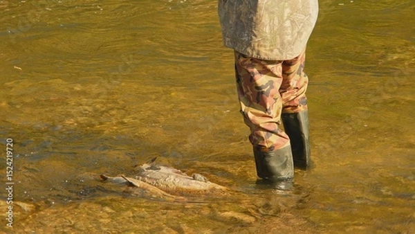 Fototapeta Unrecognizable fisherman fly fishing. Angler fly fishing at the river and casts the line. Close up of fly rod and reel at sunny day with rocks in the background.