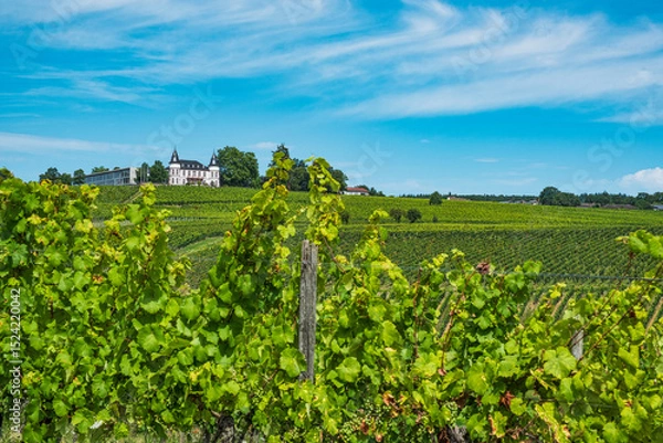 Fototapeta View over the vineyards of Johannisberg under a blue and white sky