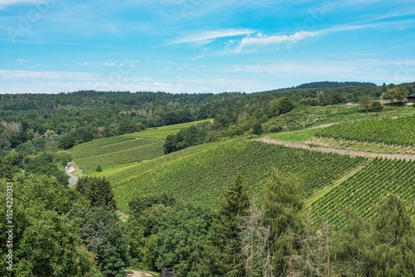 Fototapeta View over the vineyards of Johannisberg under a blue and white sky
