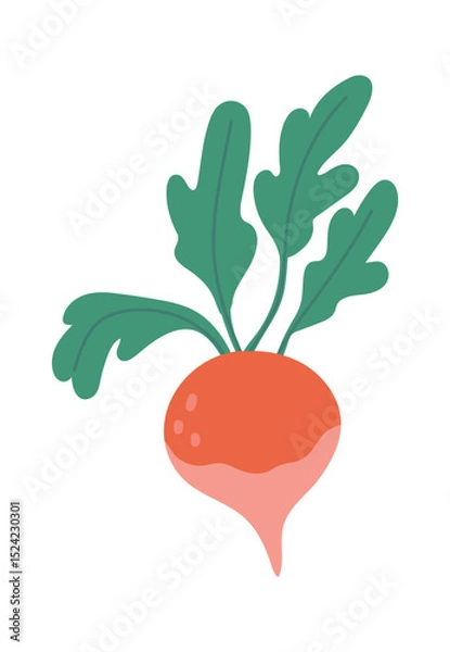 Obraz Colorful vector illustration of a beet with green leaves isolated on white background, depicting the concept of healthy eating and promoting fresh, locally sourced produce